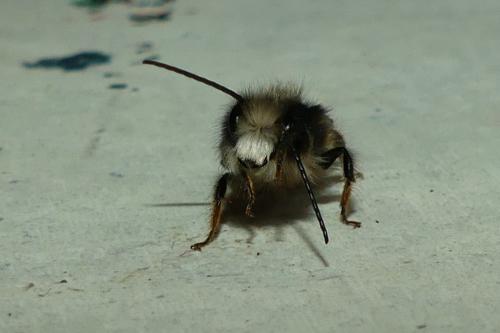 Osmia cornuta